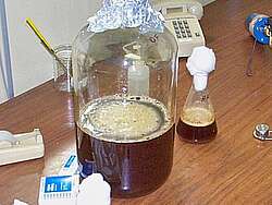 The photo shows a glass in which the yeast cells are propagated for fermentation.
